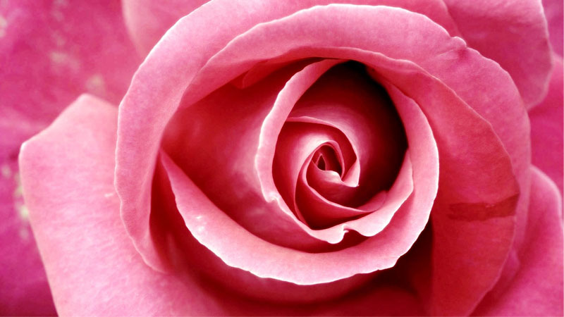 Rose – Valentine