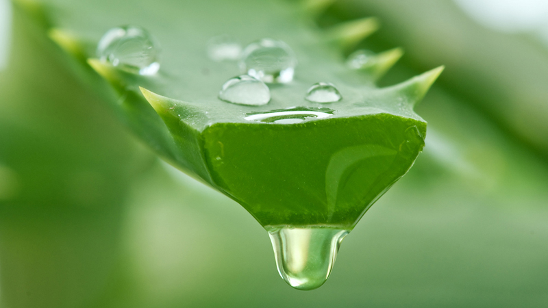 The magic of Aloe Vera