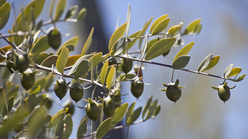 Base oil of the month - Jojoba