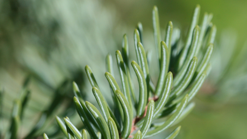 Essential oil of the month - Black Spruce