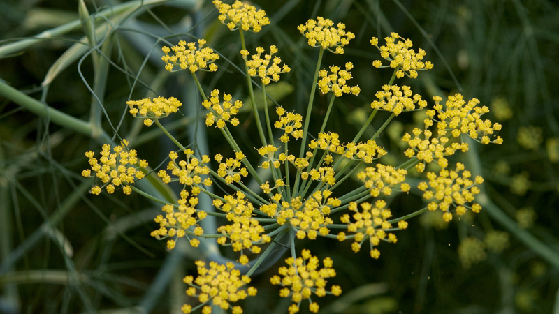 Essential oil of the month - Sweet Fennel