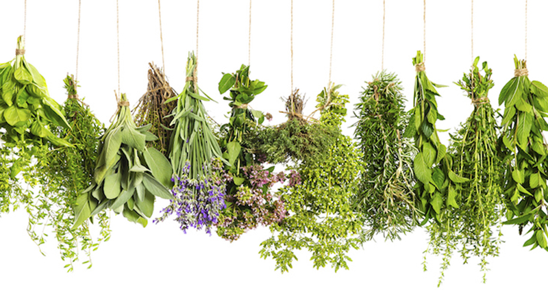 Discover the powers of the Summer herb garden