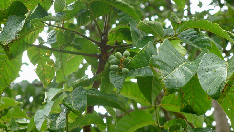 Essential oil of the month - Elemi