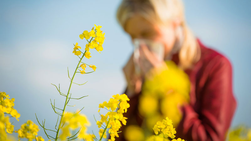 Hay Fever - Stop the sneeze with essential oils!