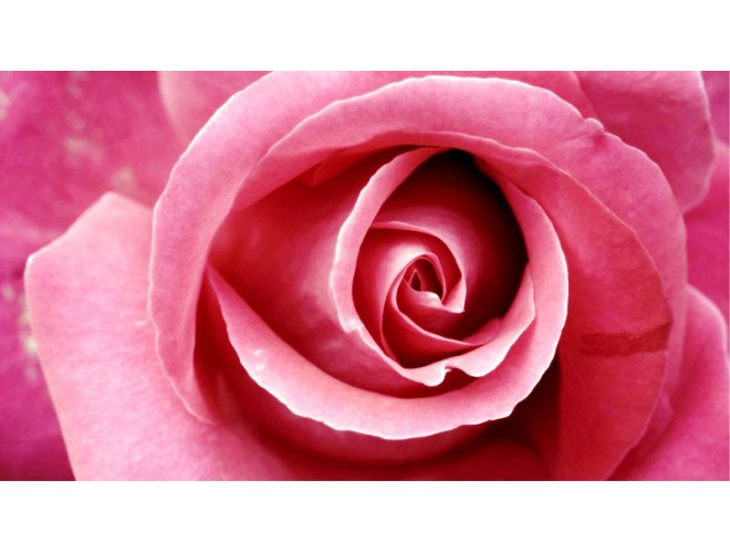 Rose – Valentine's essential oil of the month