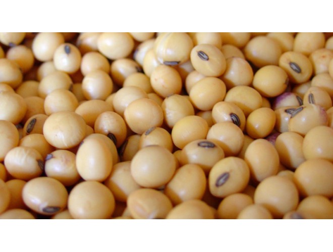 Base oil of the month - Soya Oil Base oil of the month - Soya Oil