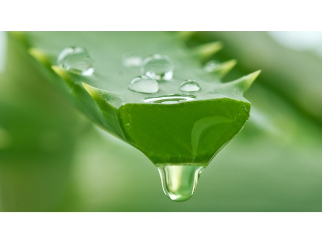 Health benefits of Aloe Vera Health benefits of Aloe Vera