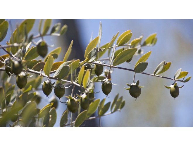 Base oil of the month - Jojoba Base oil of the month - Jojoba