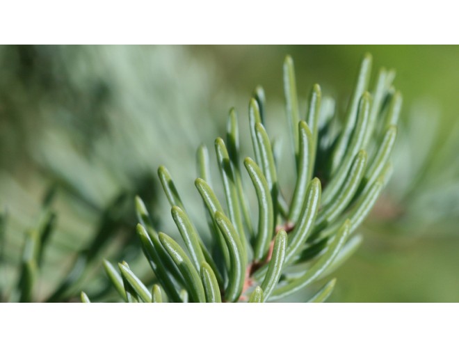 Essential oil of the month - Black Spruce