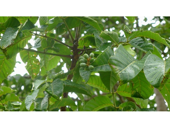 Essential oil of the month - Elemi Essential oil of the month - Elemi