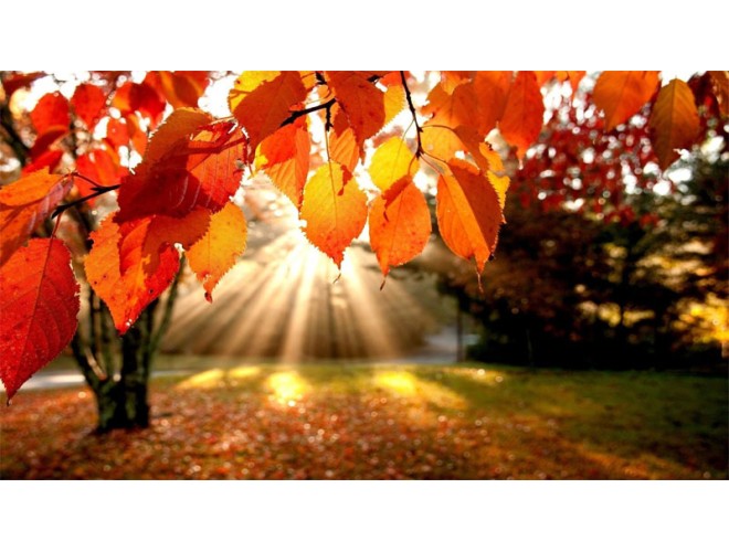 Autumnal essential oils for embracing change Autumnal essential oils for embracing change
