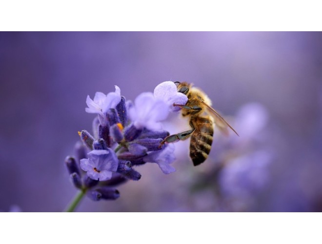 Bee-Inspired: What bees can teach us about wellbeing