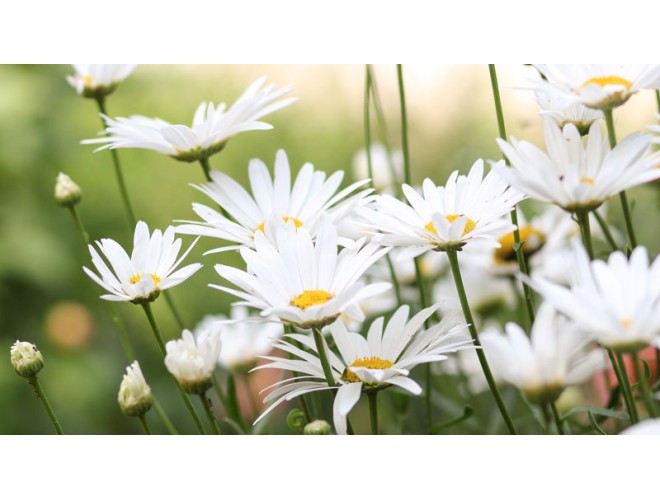 Chamomile Essential Oil Profile Chamomile Essential Oil Profile