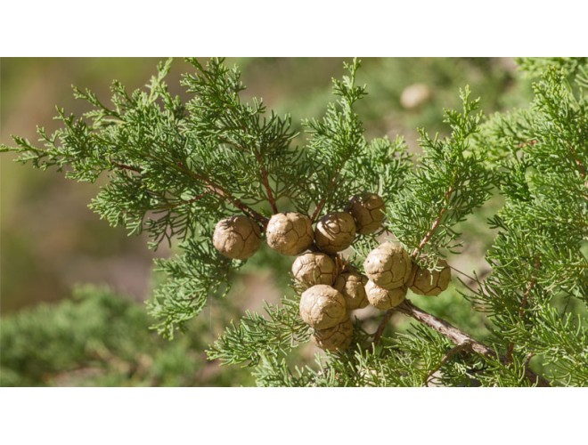 Essential oil of the month - Cypress Essential oil of the month - Cypress