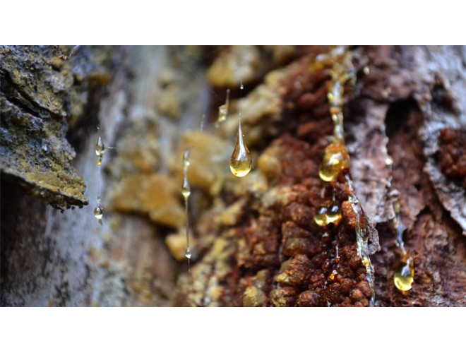 Exploring the Burseraceae plant family and its essential oils Exploring the Burseraceae plant family and its essential oils