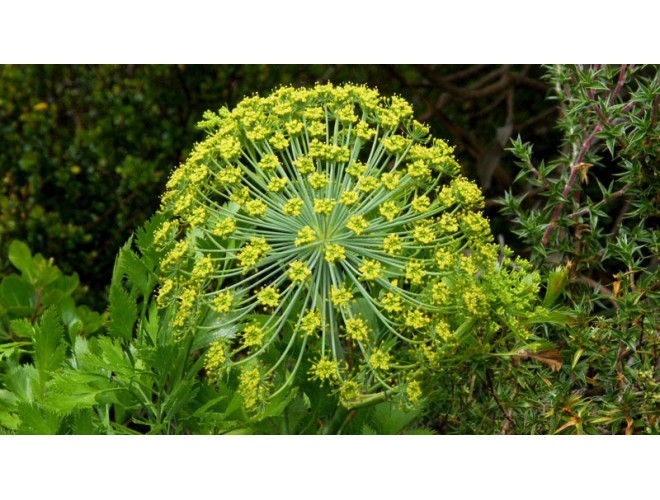 Essential oil of the month - Galbanum Essential oil of the month - Galbanum