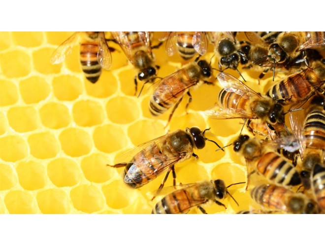 Protecting our bees and using honey for skincare Protecting our bees and using honey for skincare
