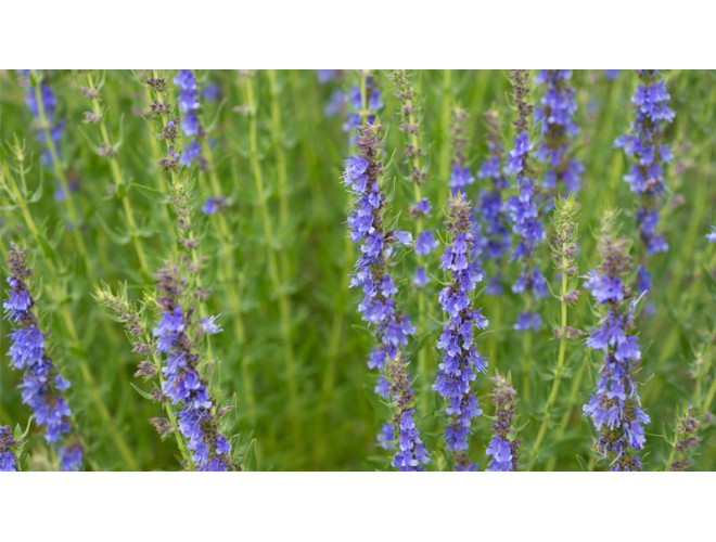 Essential oil of the month - Hyssop Essential oil of the month - Hyssop