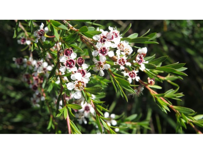 Essential oil of the month - Kanuka Essential oil of the month - Kanuka