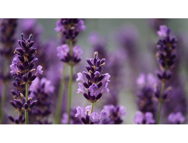Exploring the Lamiaceae plant family and its essential oils