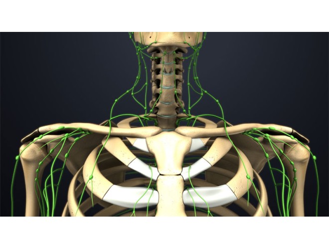 Aromatherapy and the Lymphatic System