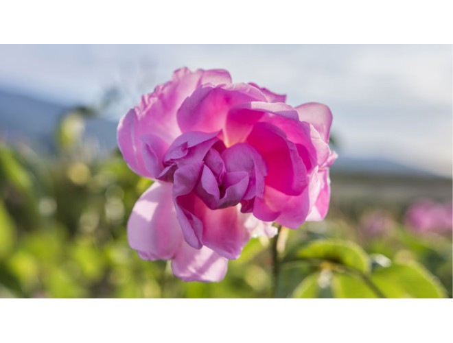 Rose Otto Oil Profile Rose Otto Oil Profile