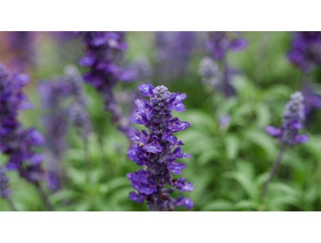 Essential oil of the month - Spanish Lavender Sage Essential oil of the month - Spanish Lavender Sage
